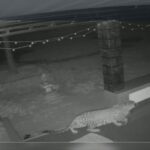 *ಸಂಗೀತ ಹಾಗೂ ಸಾಹಿತ್ಯ ಧರ್ಮದ ಭಾಗ: ಡಿಸಿಎಂ ಡಿ.ಕೆ. ಶಿವಕುಮಾರ್*