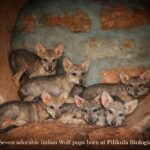 *ಪಿಲಿಕುಳ ಜೈವಿಕ ಉದ್ಯಾನವನದಲ್ಲಿ ಭಾರತೀಯ ತೋಳಗಳ ಯಶಸ್ವಿ ಸಂತಾನೋತ್ಪತ್ತಿ: 7 ಮರಿಗಳಿಗೆ ಜನ್ಮ ನೀಡಿದ ‘ಗೀತಾ’